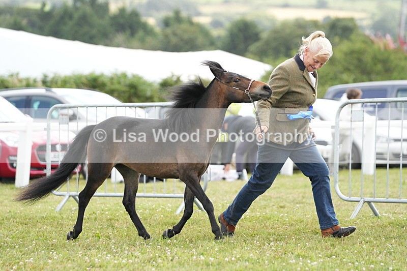 DSC06641 - Miniature Horse Championship