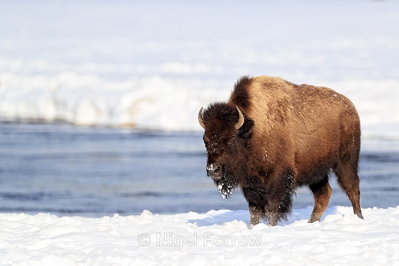 American Bison on river bank in sun, Yellowstone National Park - Bison