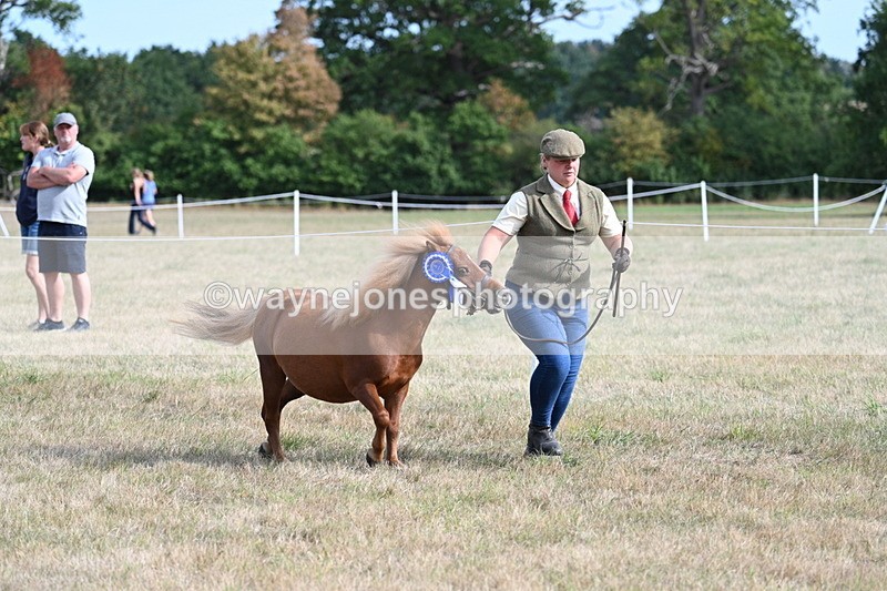 WJ7_8130 - In-hand Championship