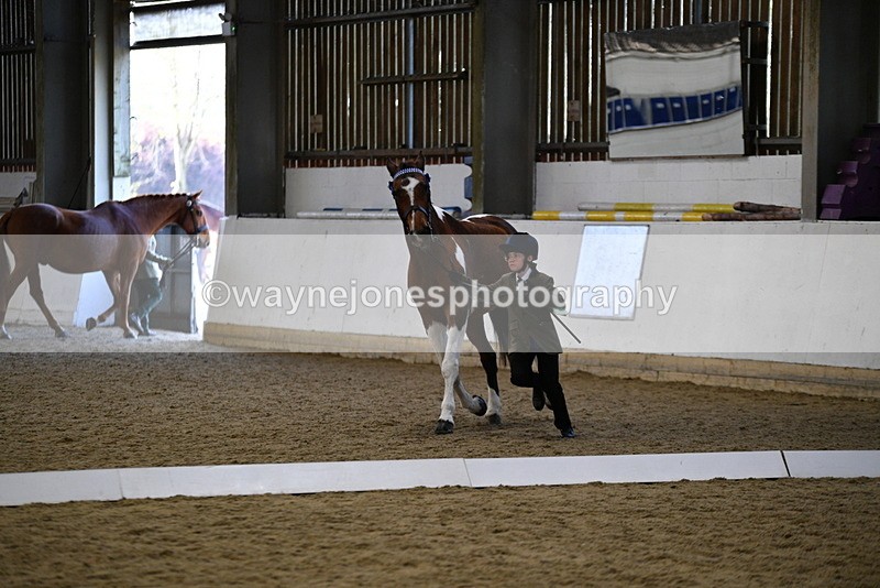 WJ5_4215 - Class 6 In hand M&M - Large Breeds