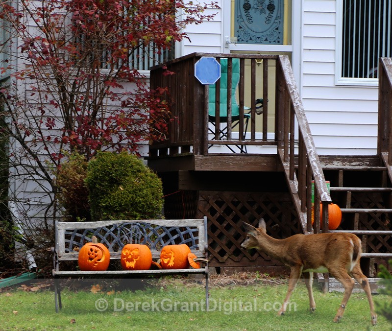 Trick or Treat? - Urban Wildlife