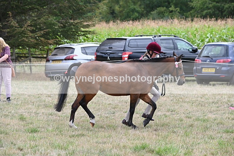 WJ6_6185 - Class 19 In-hand Veterans (Uploaded correct folder)