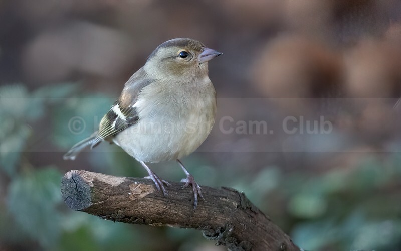 FEMALE CHAFFINCH WINTER - WEBSITE PICTURES