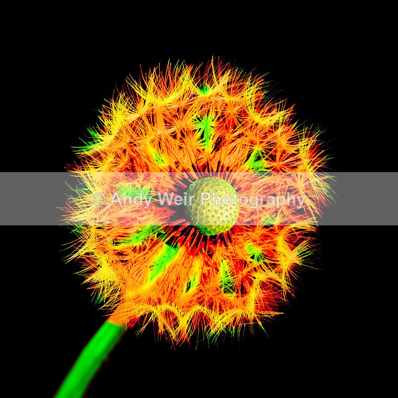 20140518-3K8A1608_2 - Plants & Flowers