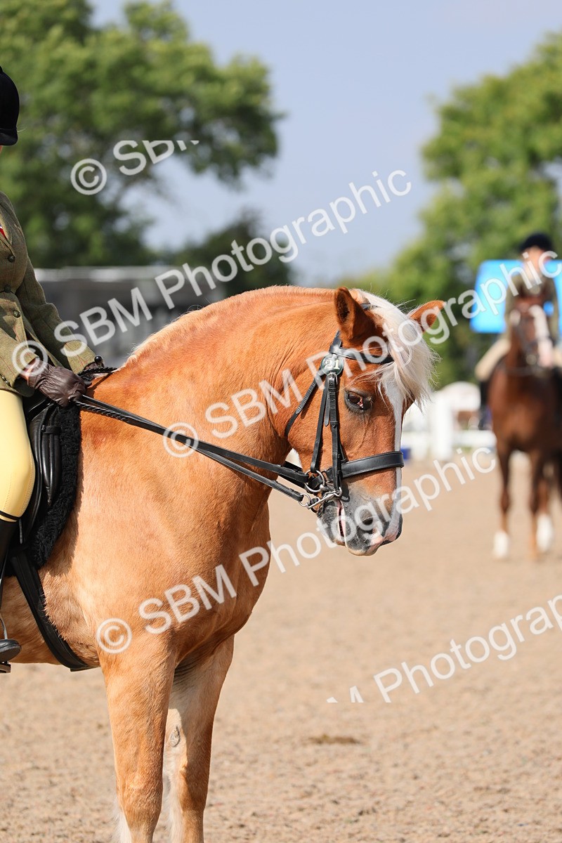 SBM_11406 - Class 305 Ridden Foreign Breeds- Pure Bred