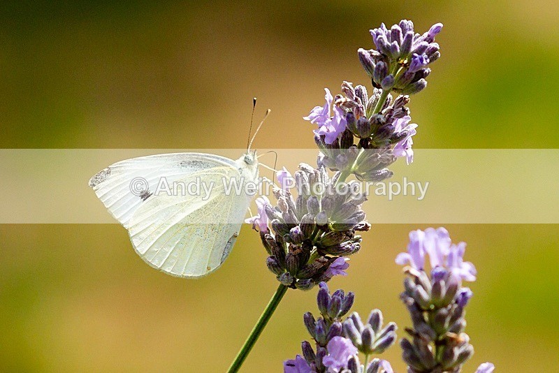 20180804-3K8A2897 - Butterflies & Moths