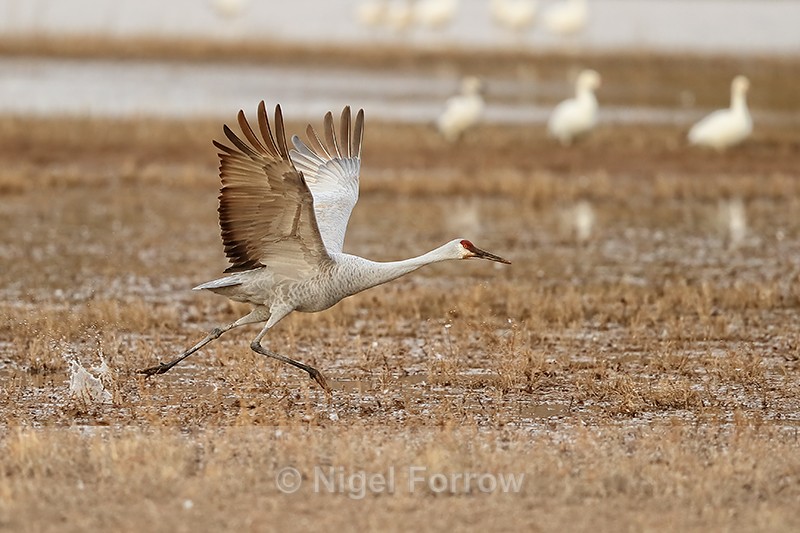 Sandhill Crane running, Bosque del Apache, New Mexico - Sandhill Crane