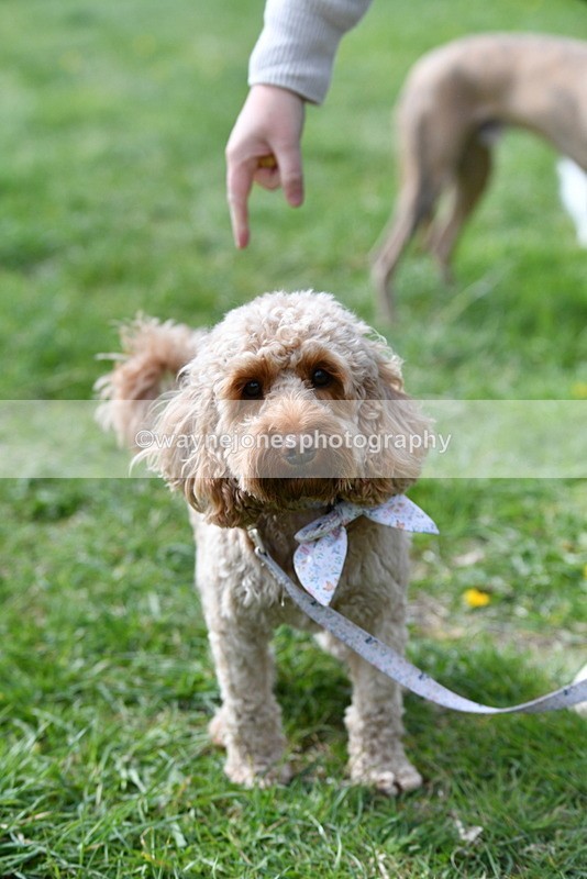 WJ5_9756 - Class 3 Most Handsome Dog