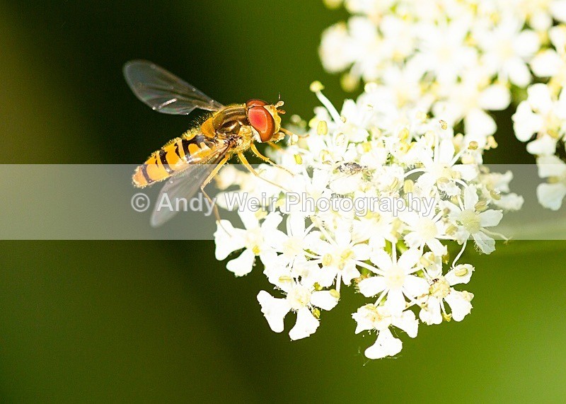 20180704-Rixton-3K8A1791 - Insects