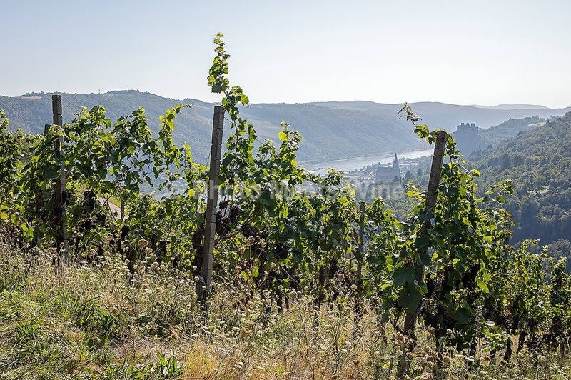 - Vineyards & Vines / Weinberge & Reben
