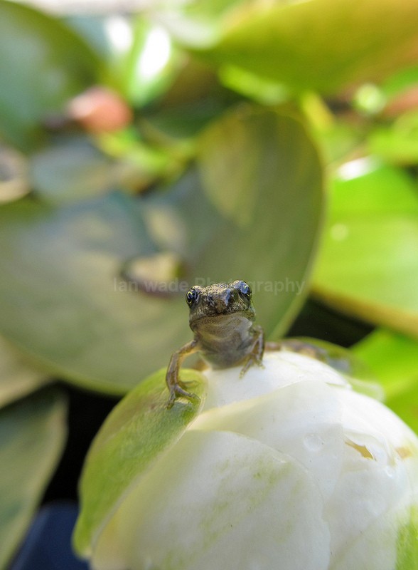  - Reptiles, amphibians & pond life, Great Britian