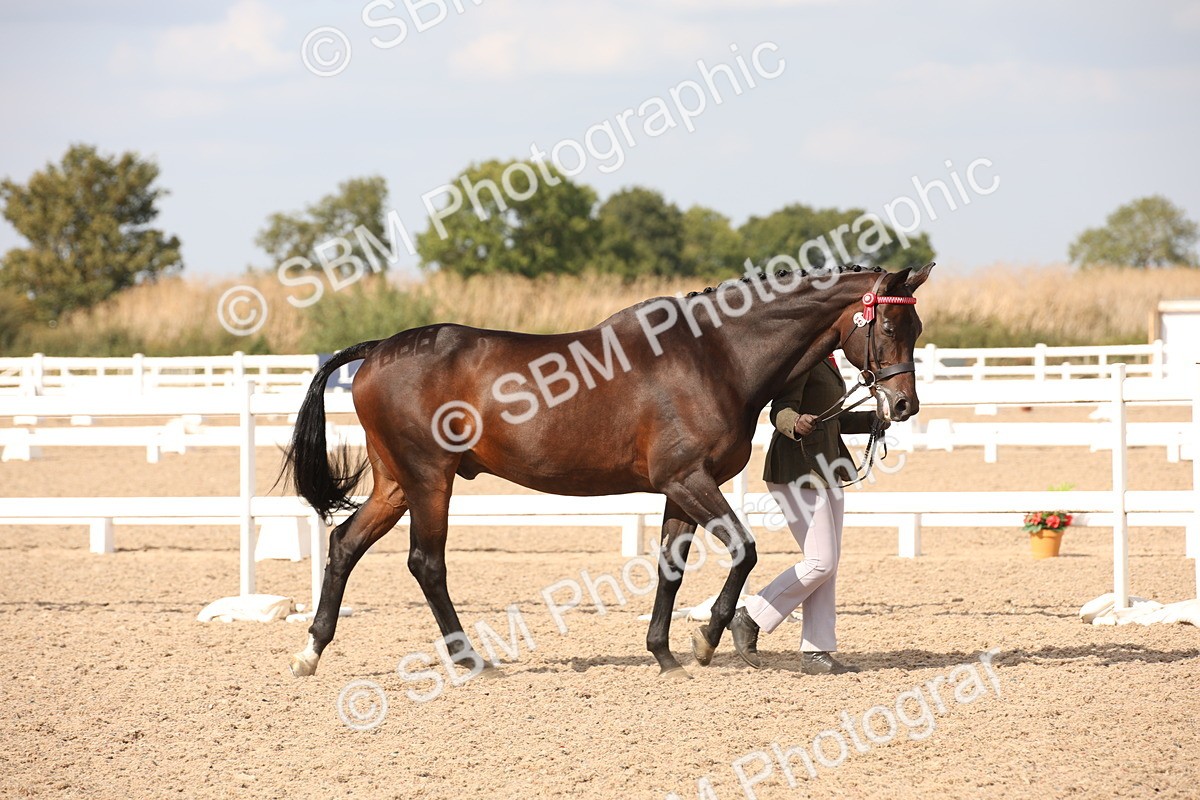 SBM_07034 - Class 25 IH Foreign Breeds- Pure bred
