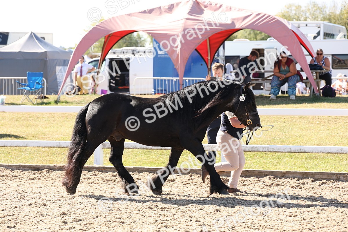 SBM_13893 - Class 205 - IH Show Pony - Show Hunter Pony