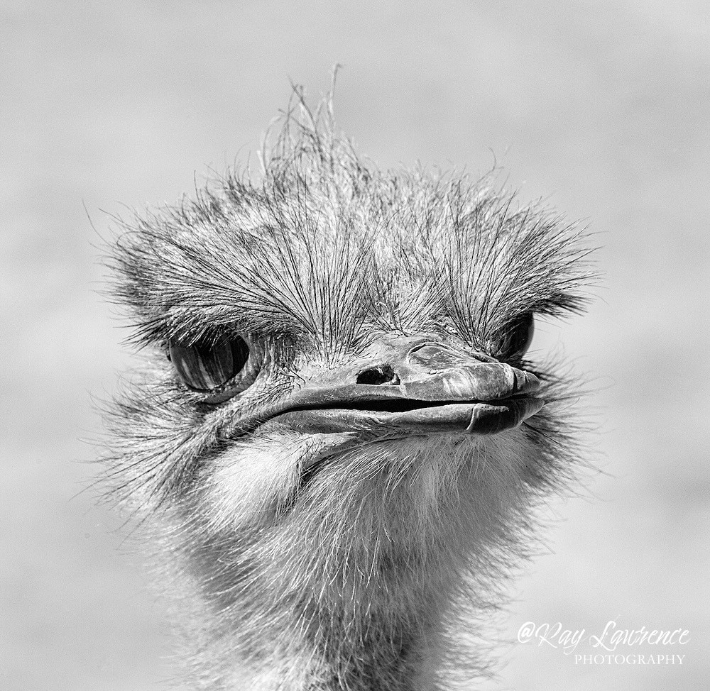 Are you looking at me Ostrich 20180618-_M8D8982 - Wildlife - Other
