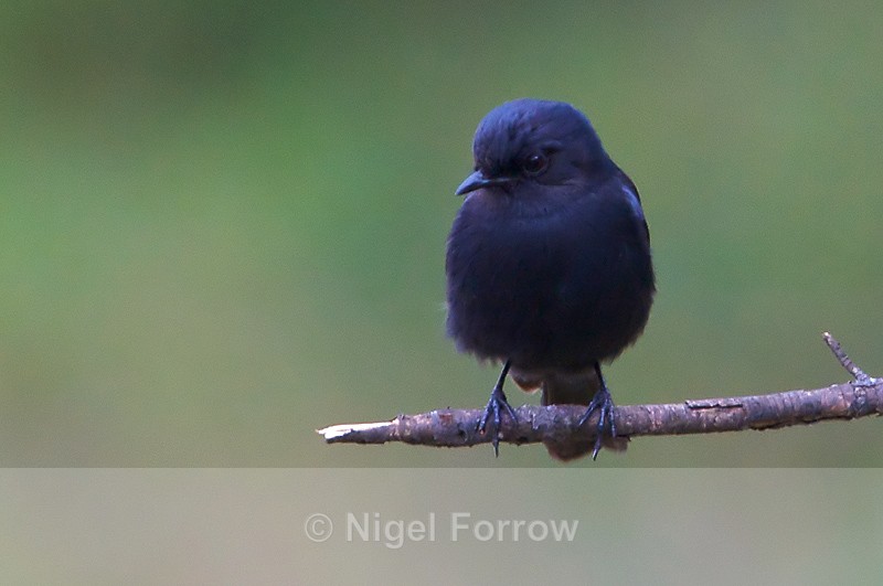 Southern Black Flycatcher perched on a branch - Southern Black Flycatcher