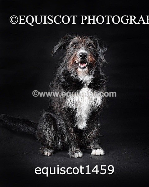 equiscot1459 - RUSSO