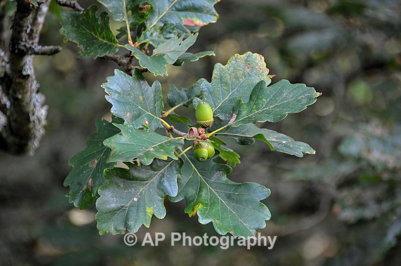 Acorns-8820 - Plants
