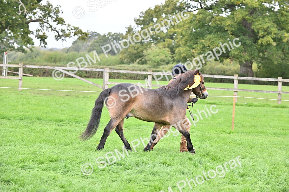 SBM_61106 - S48 - Mountain & Moorland In Hand Small Breeds