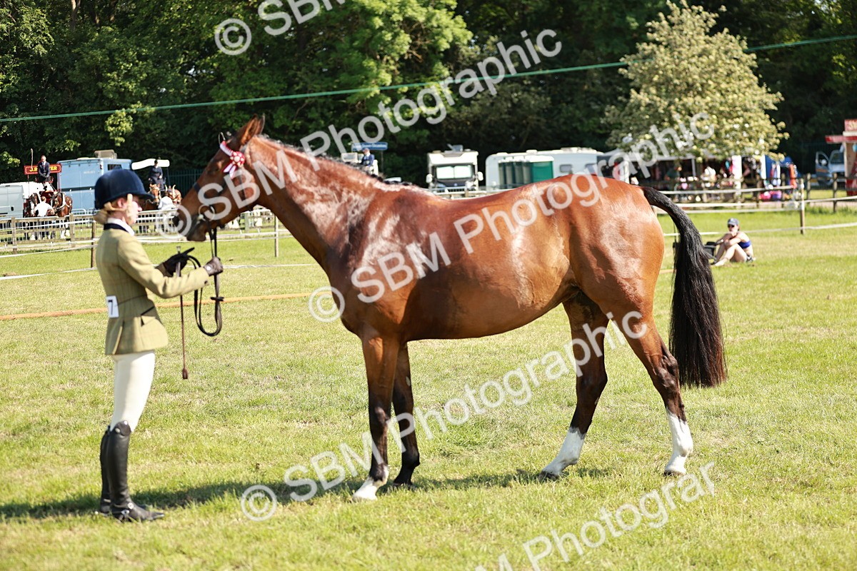 SBM_18926 - Class 114 - RIHS & SEIB Open Working Show Horse