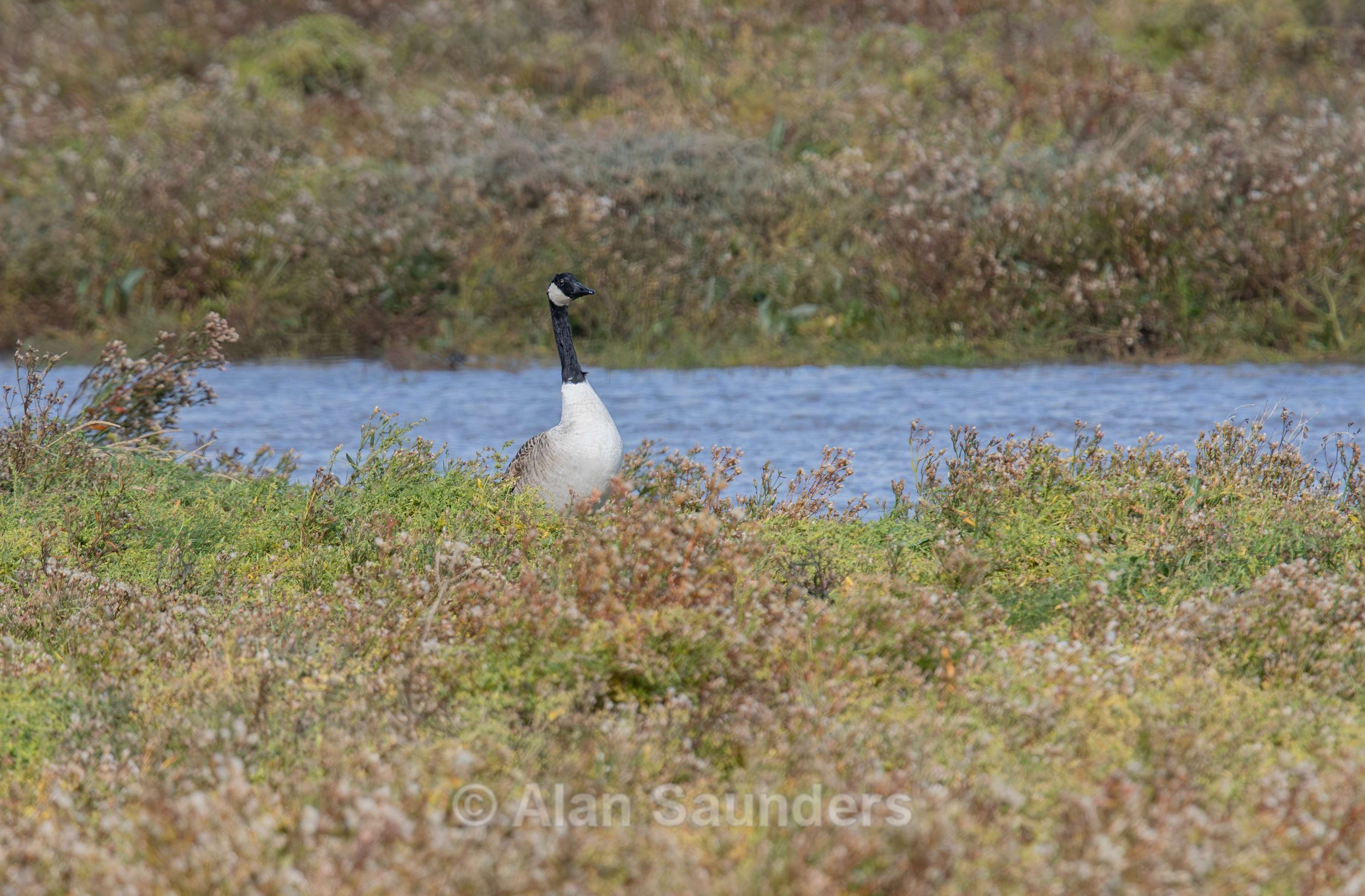 Canada goose 5
