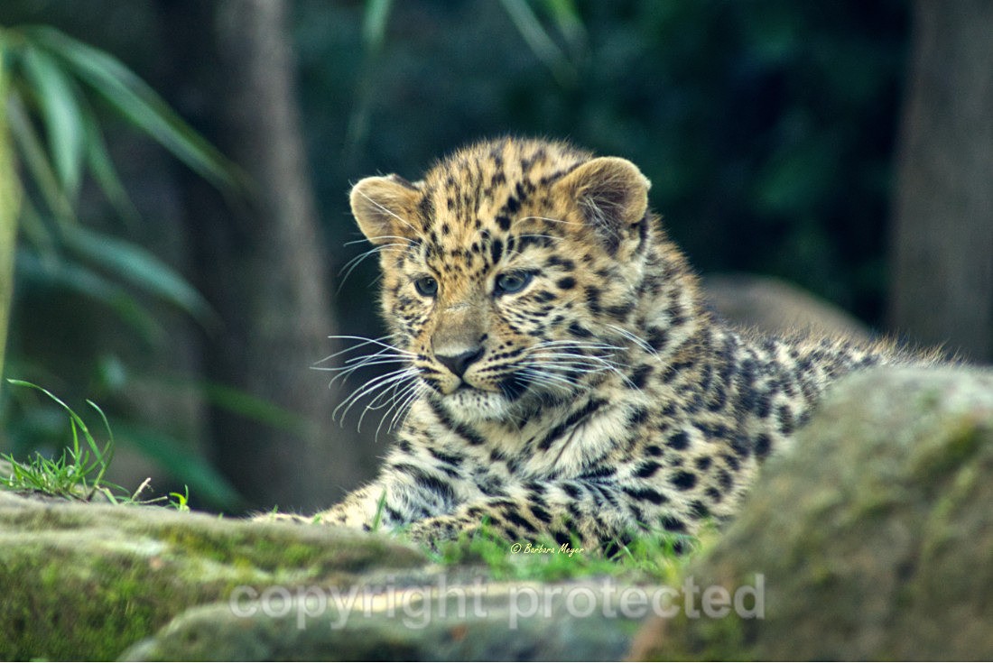 Anya - Wildlife Vets International