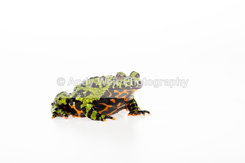20140120-3K8A8366 - Frogs & Toads