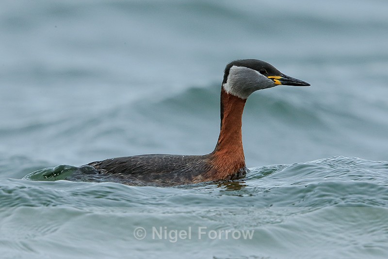 Red-necked Grebe, Farmoor Reservoir - Red-necked Grebe
