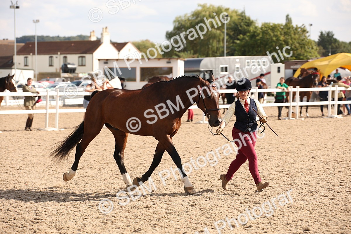 SBM_07415 - Class 26 IH Foreign Breeds -Part bred