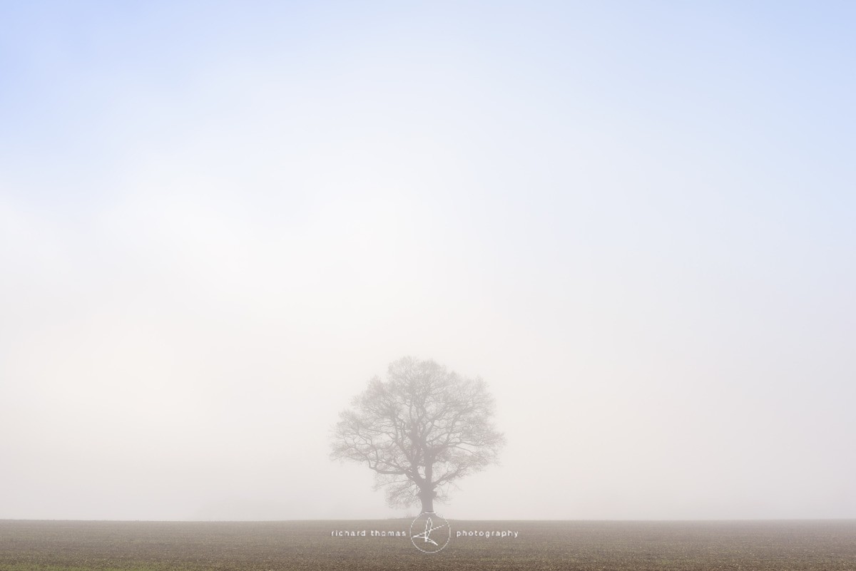 Steadfast - One2Tree
