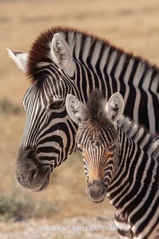 Cute - Namibia