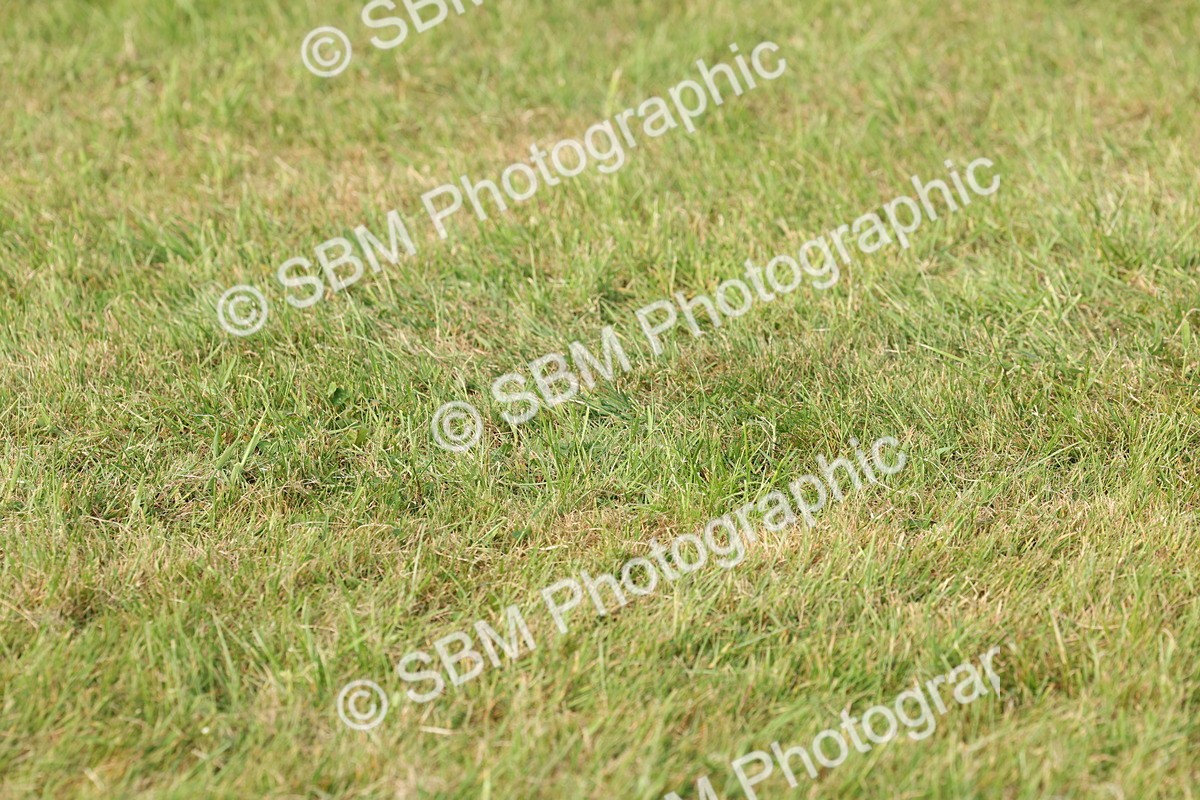 SBM_00611 - Class 6-13 - Mountatin and Moorland In Hand Welsh Breeds