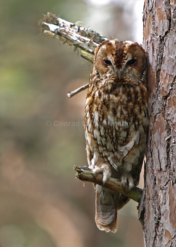 Wild Tawnie - wild and free