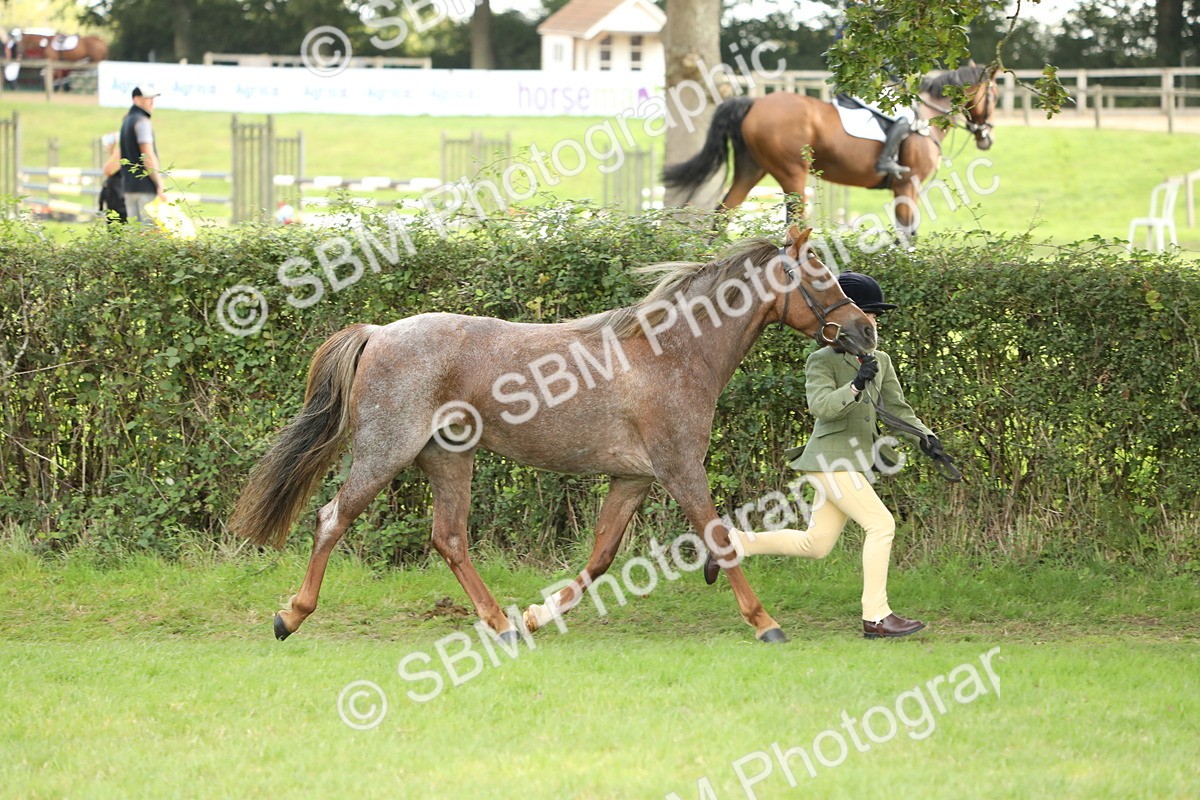 SBM_62752 - S46 - Mountain & Moorland In Hand Small Breeds