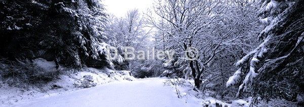 landscape of Clocaenog forest in the snow