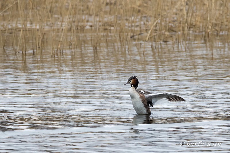 Great Crested Grebe Wingflap - Nature