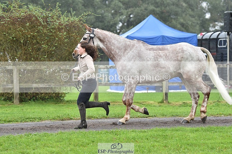 231018-122828-00316 - 038-IRISH.KONNECTION-Natasha.Anson-TrotUp