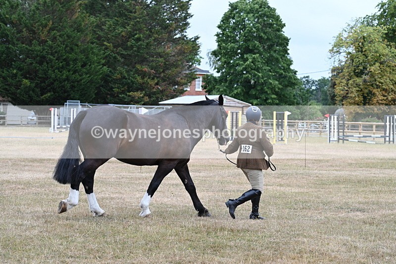 WJ7_0011 - Class 5a Most Handsome Gelding (above 14.2hh)