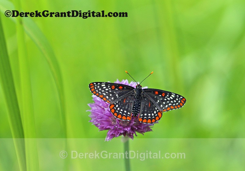 Baltimore Checkerspot Euphydryas phaeton - Butterflies & Moths of Atlantic Canada
