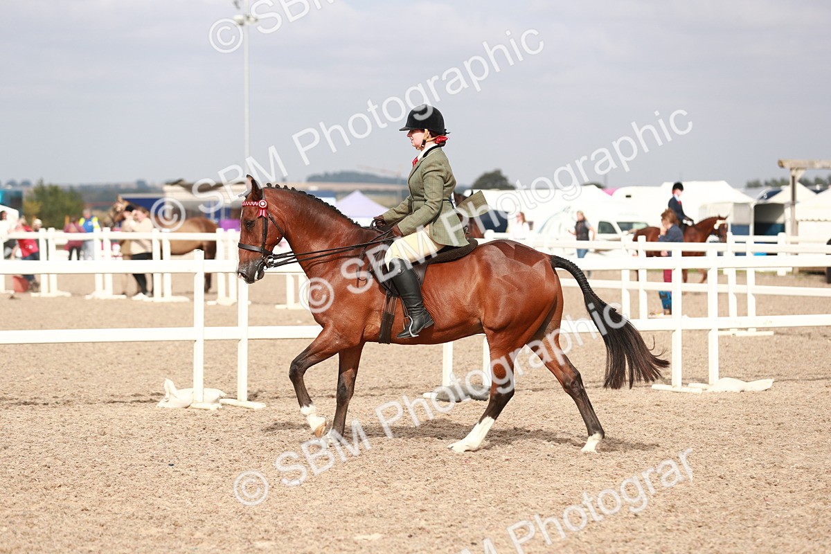 SBM_17531 - Class 215 Ridden Hack/ Riding Horse