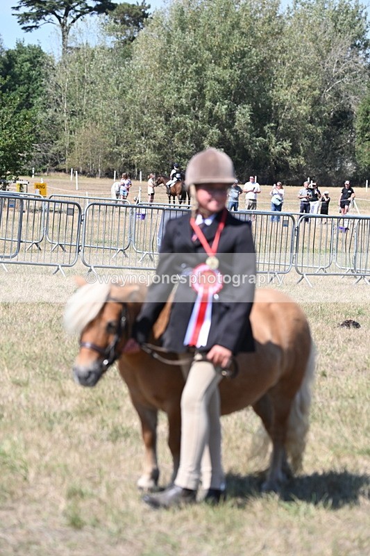 WJ6_8741 - Class 37b Best Loan Pony In-hand