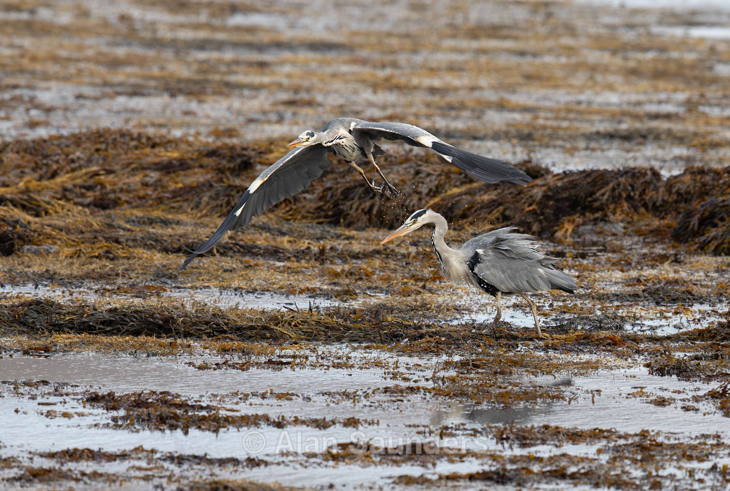 Grey Heron 13