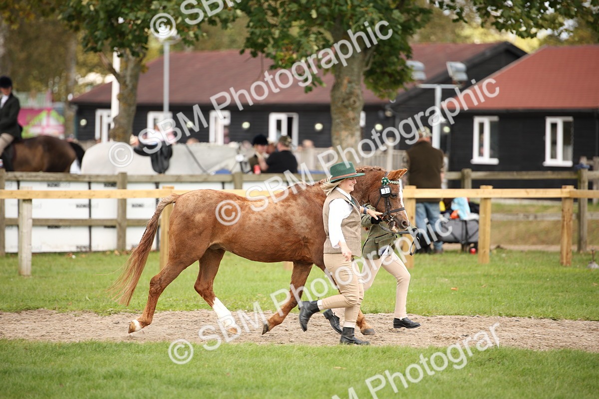 SBM_46321 - S25 - Mature Veteran In Hand