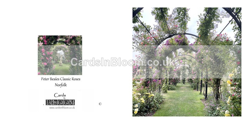 042 Roses Arch - FLORAL GREETING CARDS