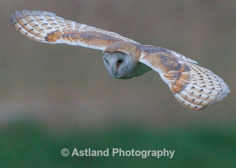 Barn Owl - Latest Images