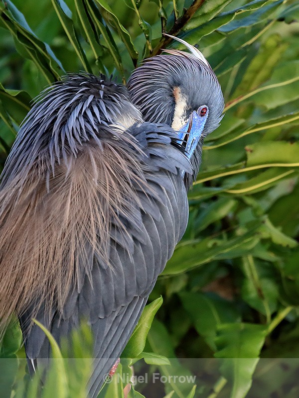 Tricolored Heron preening, Wakodahatchee Wetlands, Florida - Tricolored Heron