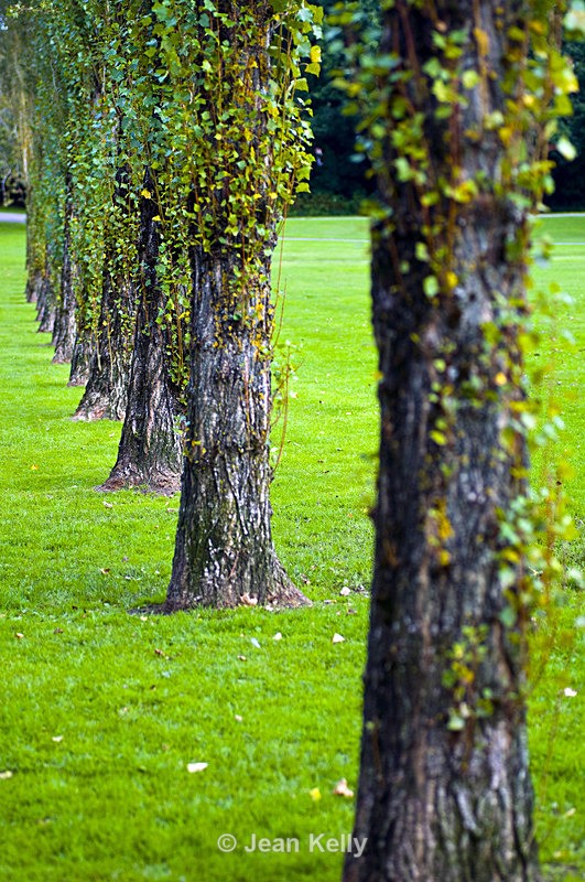 Tree - 3894 - Trees