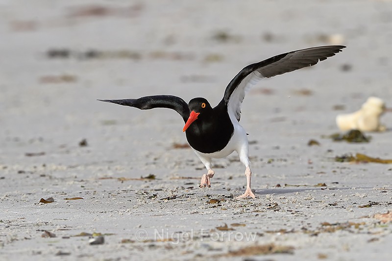 Magellanic Oystercatcher on takeoff run, Carcass Island, Falklands - Magellanic Oystercatcher