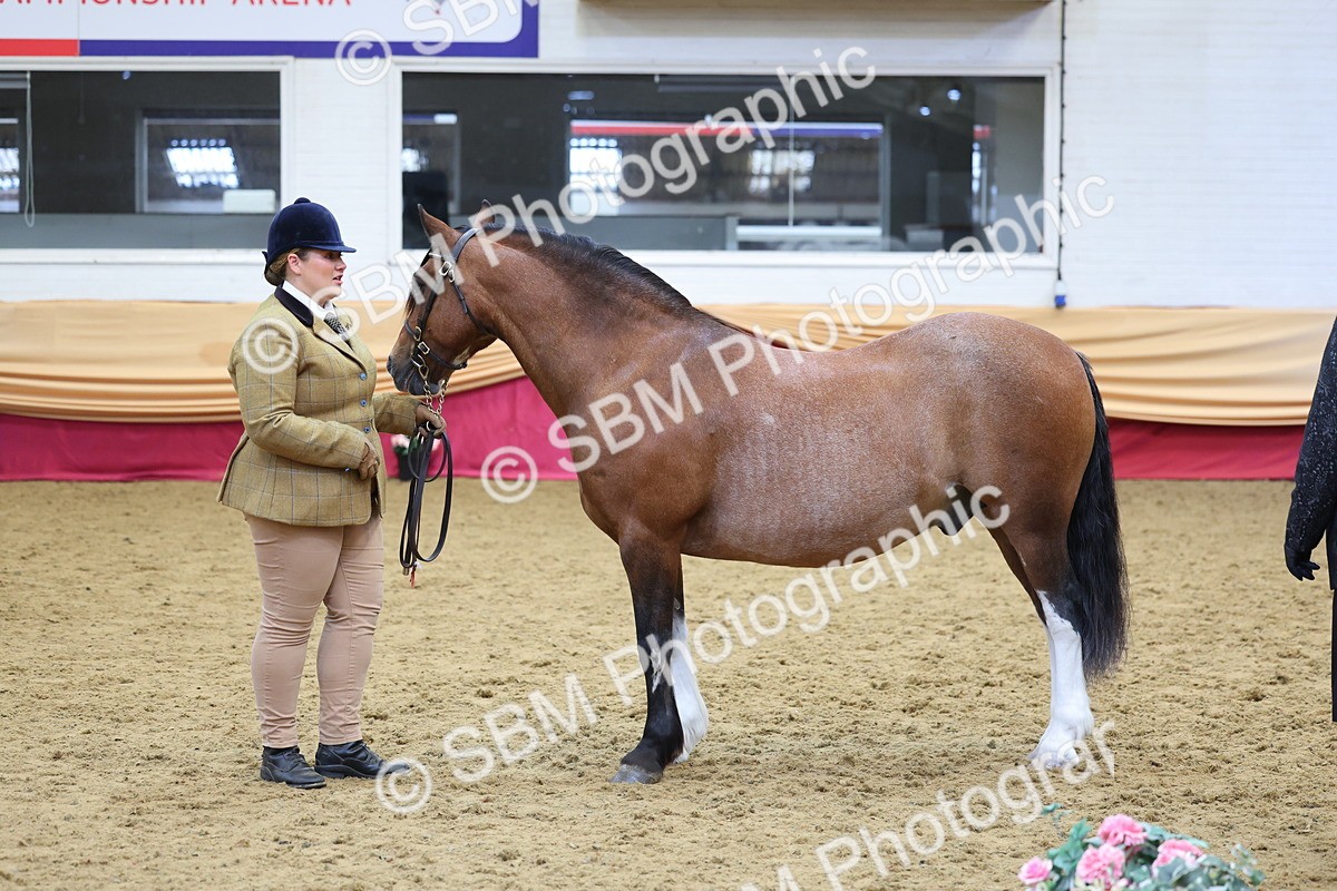 SBM_22764 - Class 903 - Supreme Final - IH Pre Vet