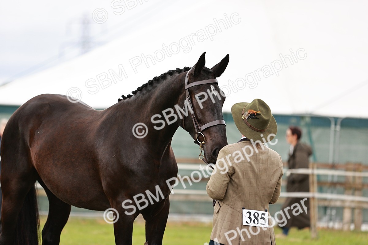 SBM_00783 - Class 26-30 Sport Horse In Hand