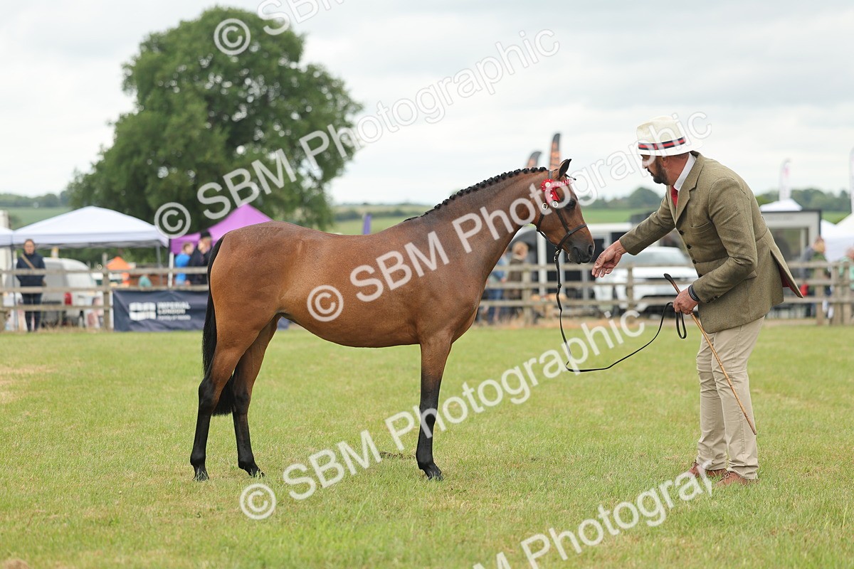 SBM_05440 - Class 68-73 - Riding Pony Breeding